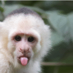 Capuchin Monkeys Legal States