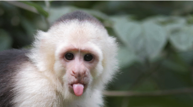 Capuchin Monkeys Legal States