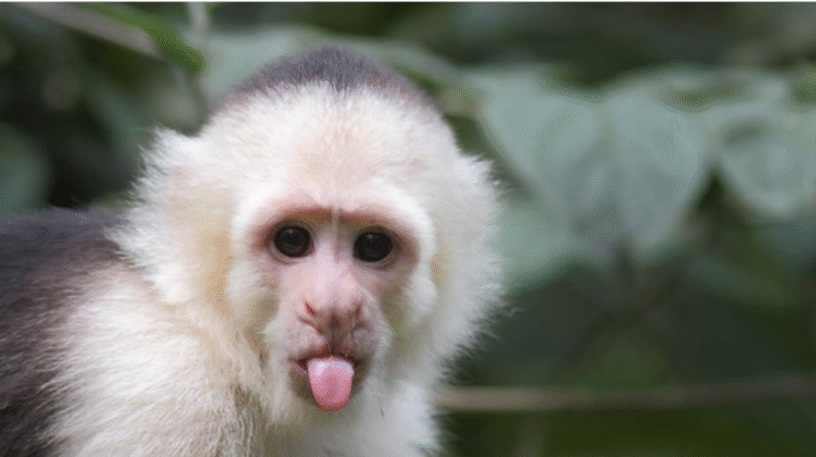 Capuchin Monkeys Legal States