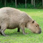 Capybara’s Legal States