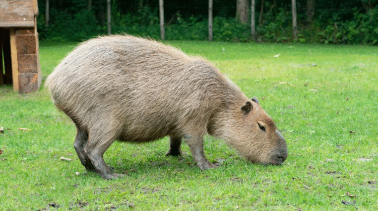 Capybara’s Legal States