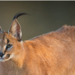 Caracal Legal States