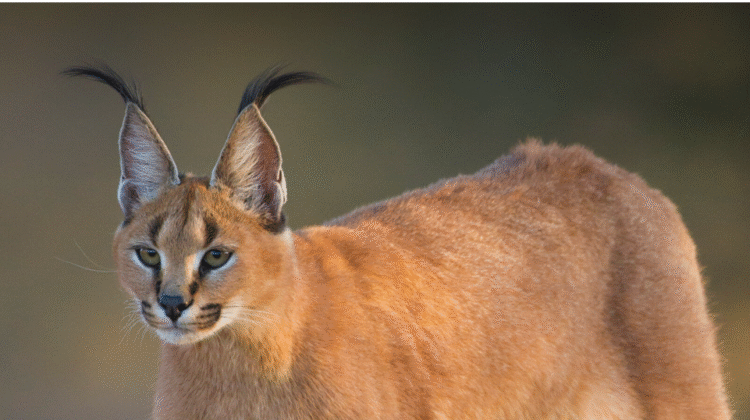 Caracal Legal States