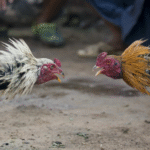 Chicken Fighting Legal States