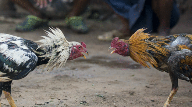 Chicken Fighting Legal States
