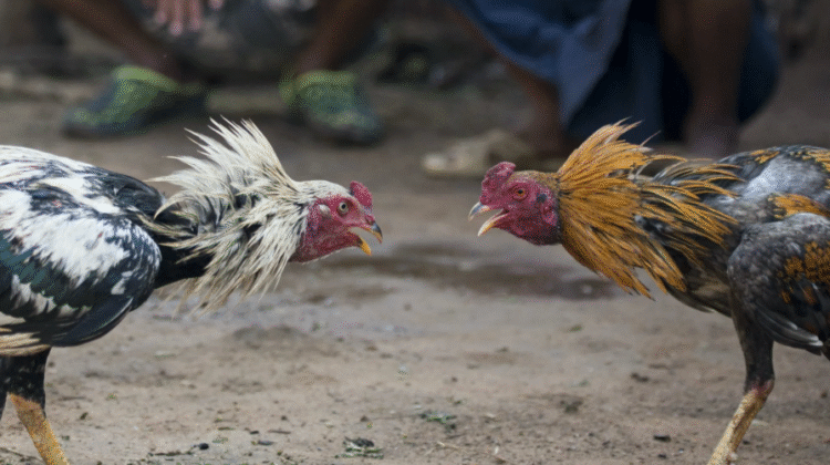 Chicken Fighting Legal States